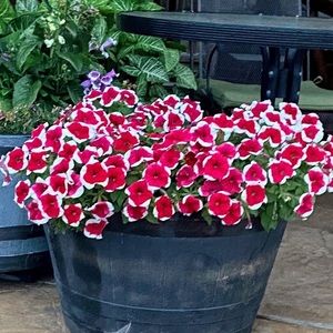 Meet your Posher, Michele